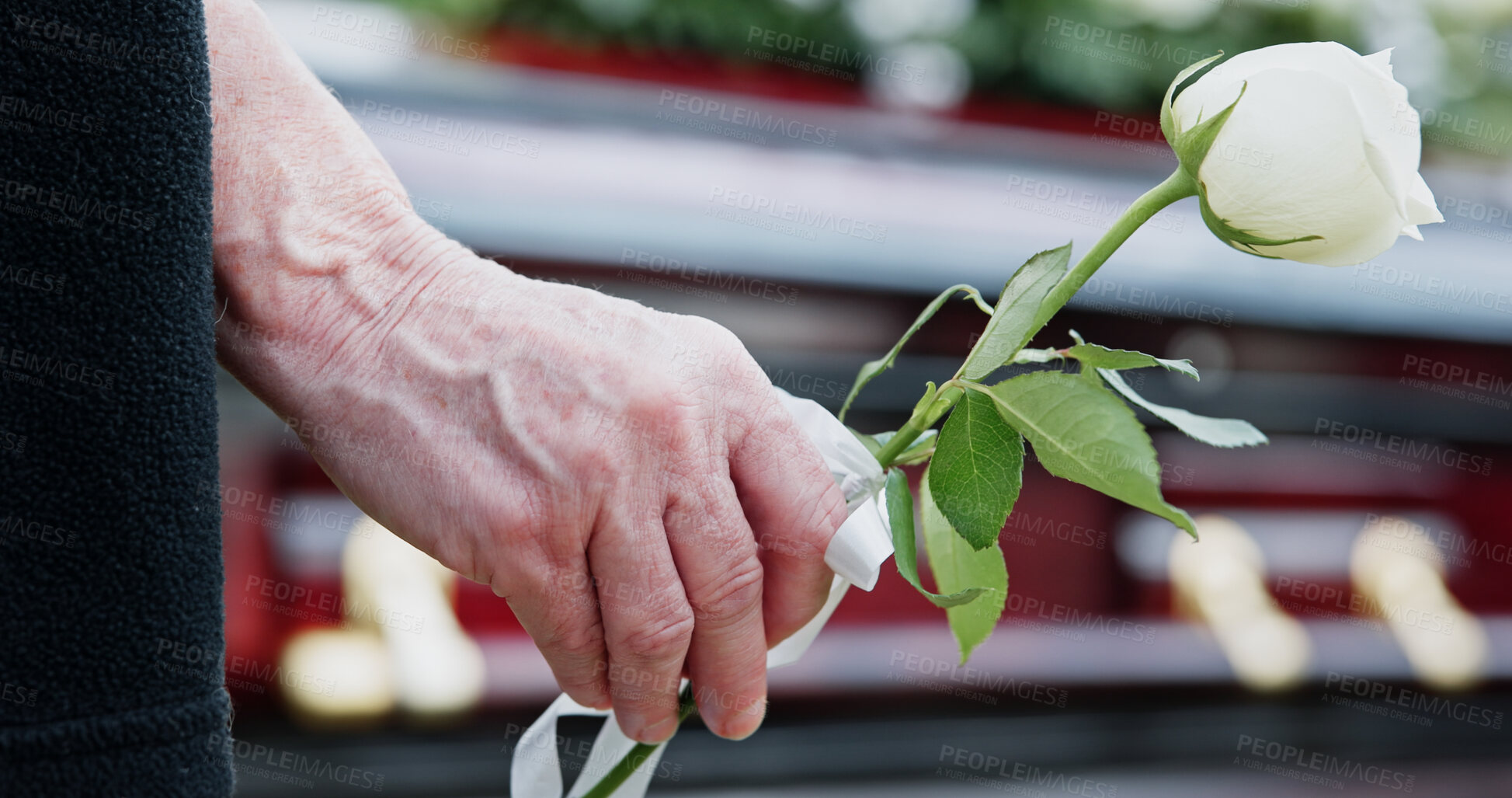 Buy stock photo Coffin, rose and old woman in cemetery with hand, funeral service and burial ceremony for final goodbye. Senior person, flower and casket in graveyard outdoor with memorial, mourning and bereavement.