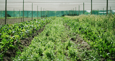 Buy stock photo Empty, agriculture and plants on farm for growth, harvest and agro business for organic produce. Sustainability, greenhouse and row of vegetables for ecology, vegetation and healthy crops in field
