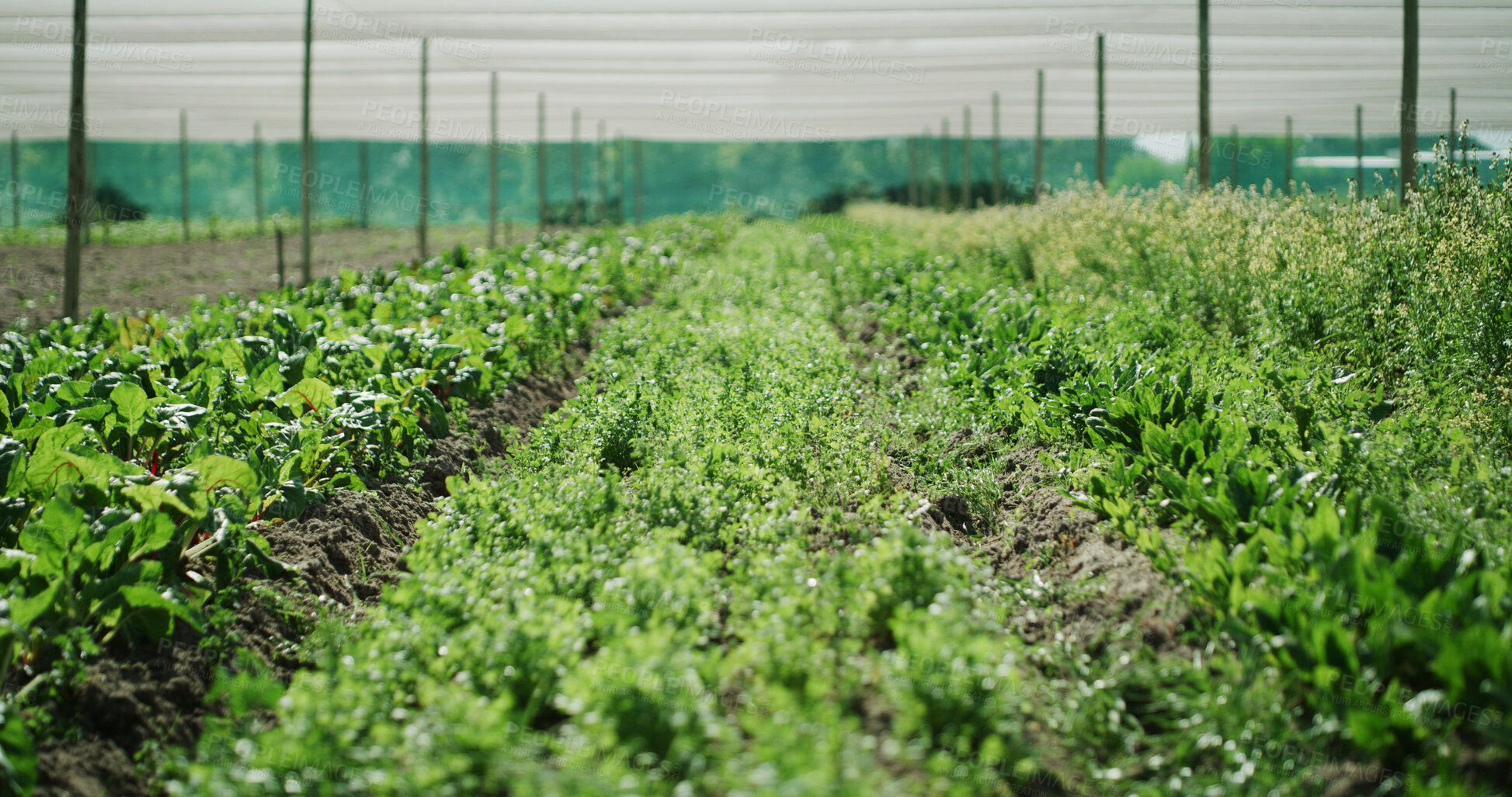Buy stock photo Empty, agriculture and plants on farm for growth, harvest and agro business for organic produce. Sustainability, greenhouse and row of vegetables for ecology, vegetation and healthy crops in field