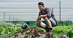 Plants, man and farmer in greenhouse for inspection, sustainable and agro business with crops. Environment, eco friendly and male person with botany growth in nursery for horticulture at harvest.