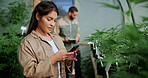 Reading, cannabis and phone with woman in greenhouse for weed growth, inspection and agriculture. Text message marijuana farmer and cbd production with person for hemp cultivator, leaf and contact