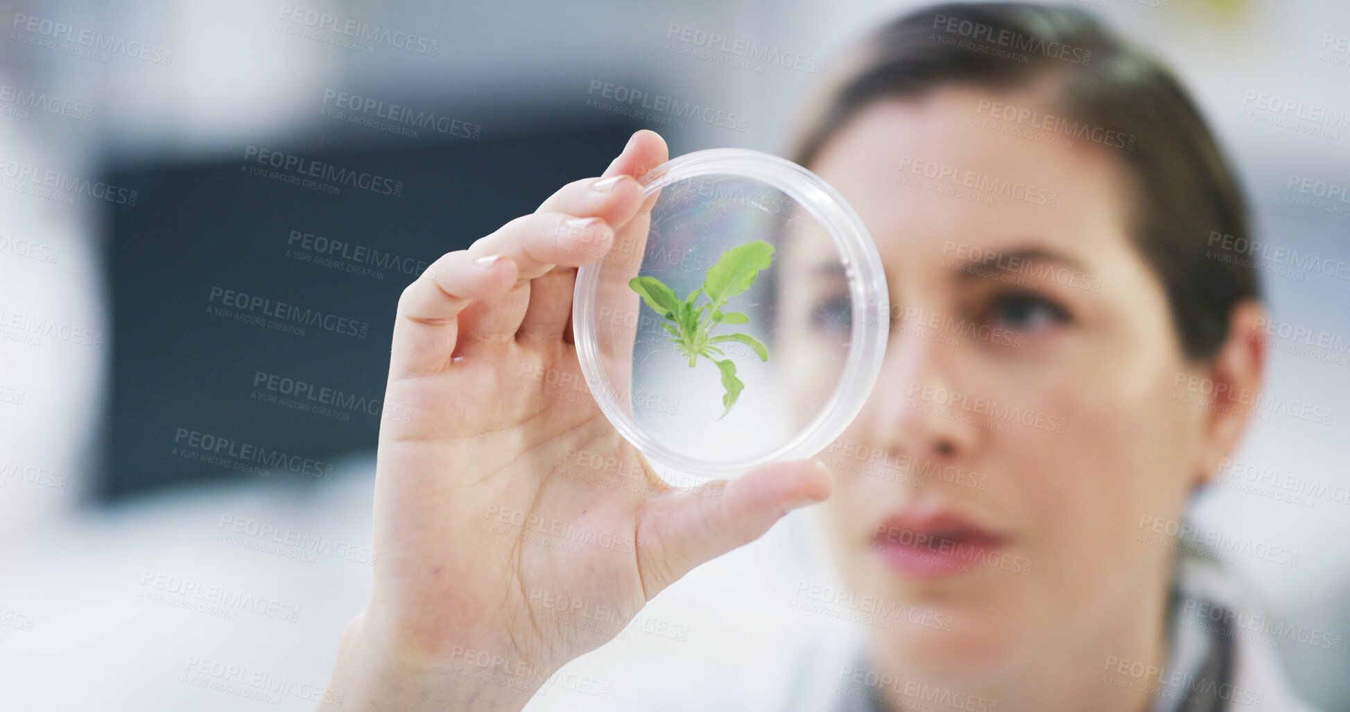 Buy stock photo Woman, scientist and petri dish in lab with plant, medical research and sample for investigation. Female person, biotechnology and analysis for biology with drug trial, experiment or forensic project