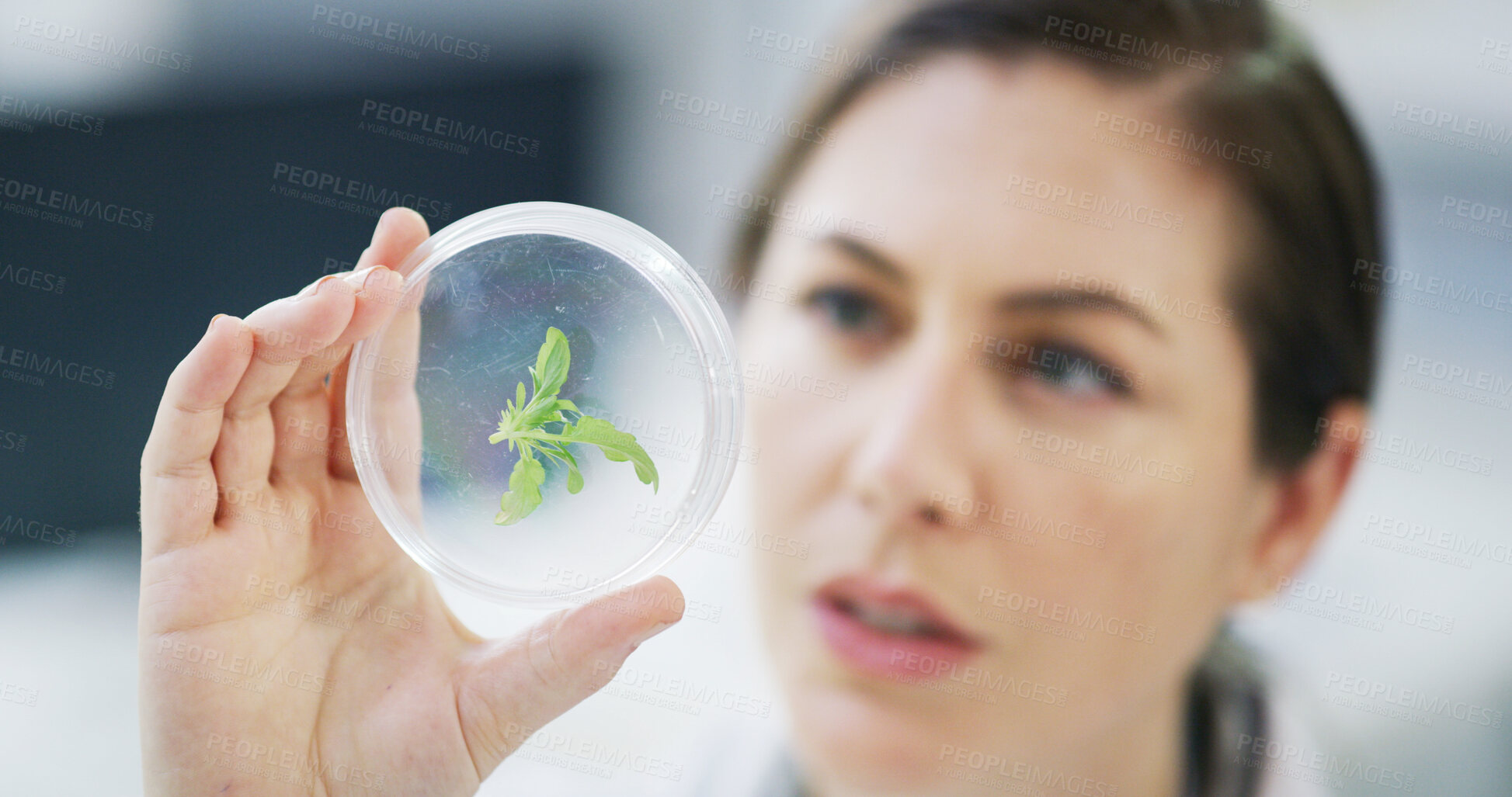 Buy stock photo Woman, scientist and petri dish in lab with biology, medical research and sample for investigation. Female person, biotechnology and analysis for plant with drug trial, experiment or forensic project