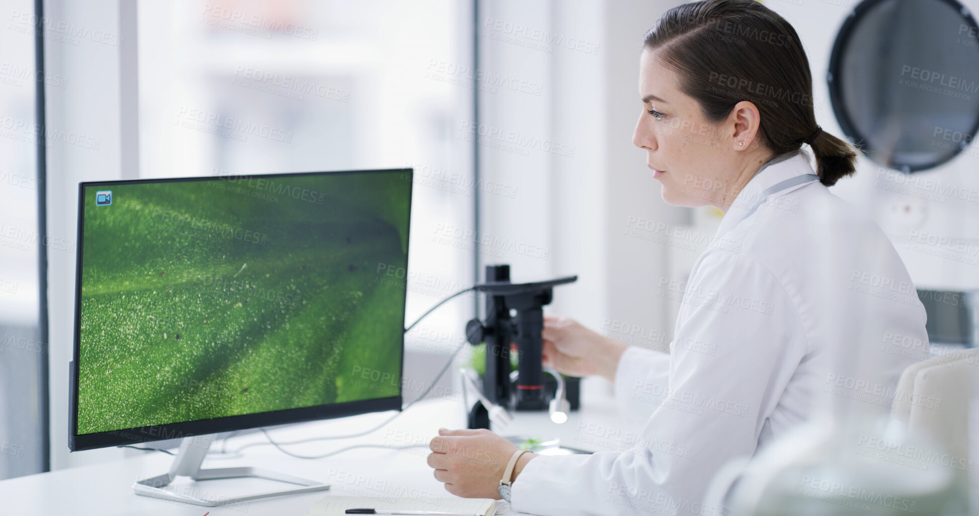 Buy stock photo Woman, scientist and computer with plant in lab for botany investigation, exam or microbiology. Female person, botanist or biologist with microscope or biotechnology for vegetation or study in office