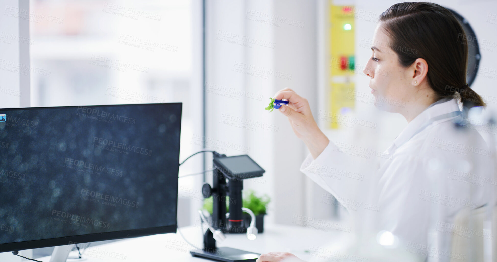 Buy stock photo Woman, scientist and plant with sample in lab for botany investigation, exam or microbiology. Female person, botanist or biologist with microscope or biotechnology for vegetation or study in office
