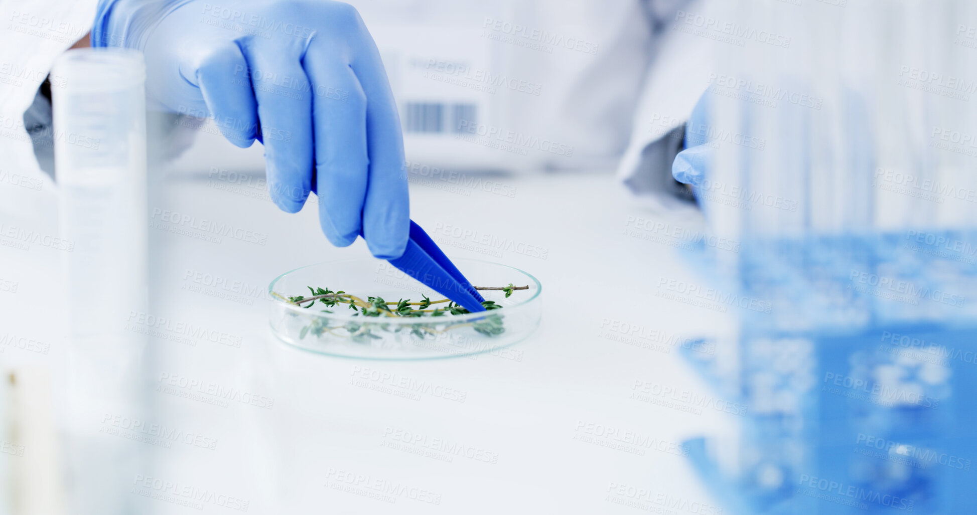 Buy stock photo Hands, scientist and plants in petri dish at laboratory with sample for medical research or study. Person, greenery and biologist with analysis for drug trial, experiment or pharmaceutical project.