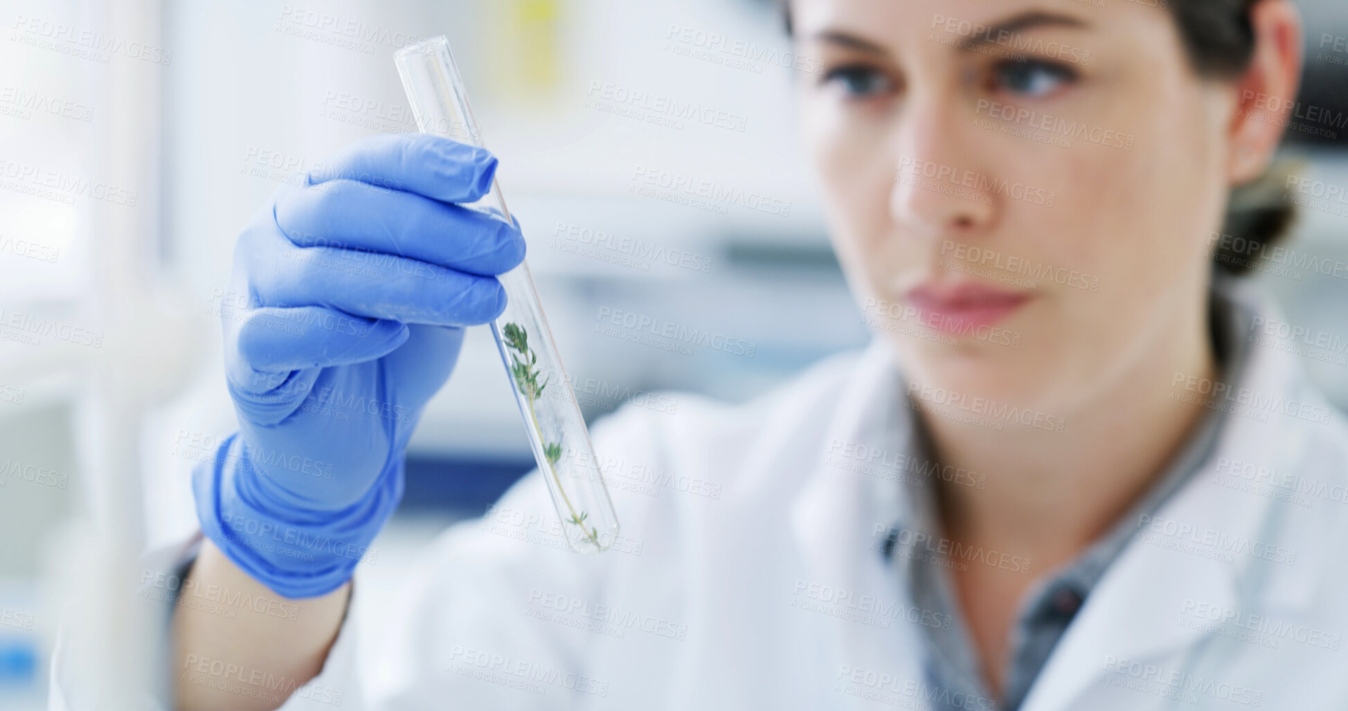 Buy stock photo Lab, research and woman with plant in vial for gmo development, growth or inspection in science. Biotech, nature and scientist with leaf for study, sustainability or experiment for agriculture