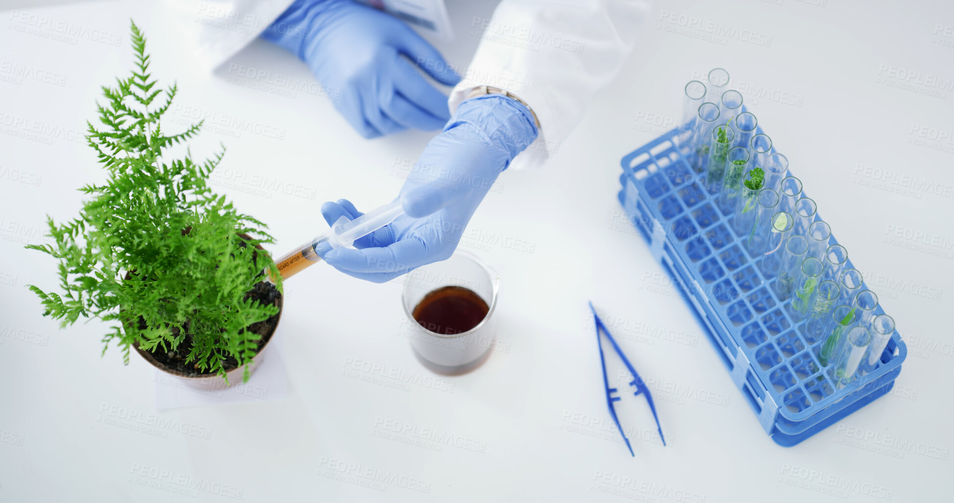 Buy stock photo Scientist, hands and syringe with plant in lab for botany study, experiment or exam. Top view, biologist or test with natural growth sample, gloves or vials for medical research or vegetation