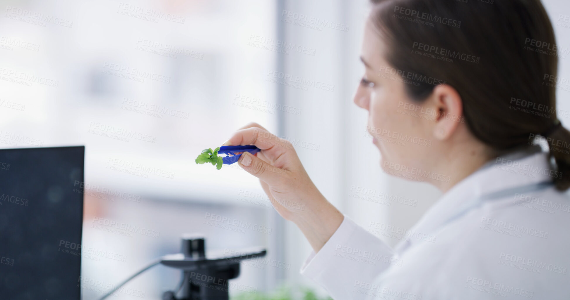 Buy stock photo Sustainability, research and woman with plant in lab for gmo development, growth or inspection in science. Biotech, nature and scientist with leaf for study, ecology or innovation in agriculture