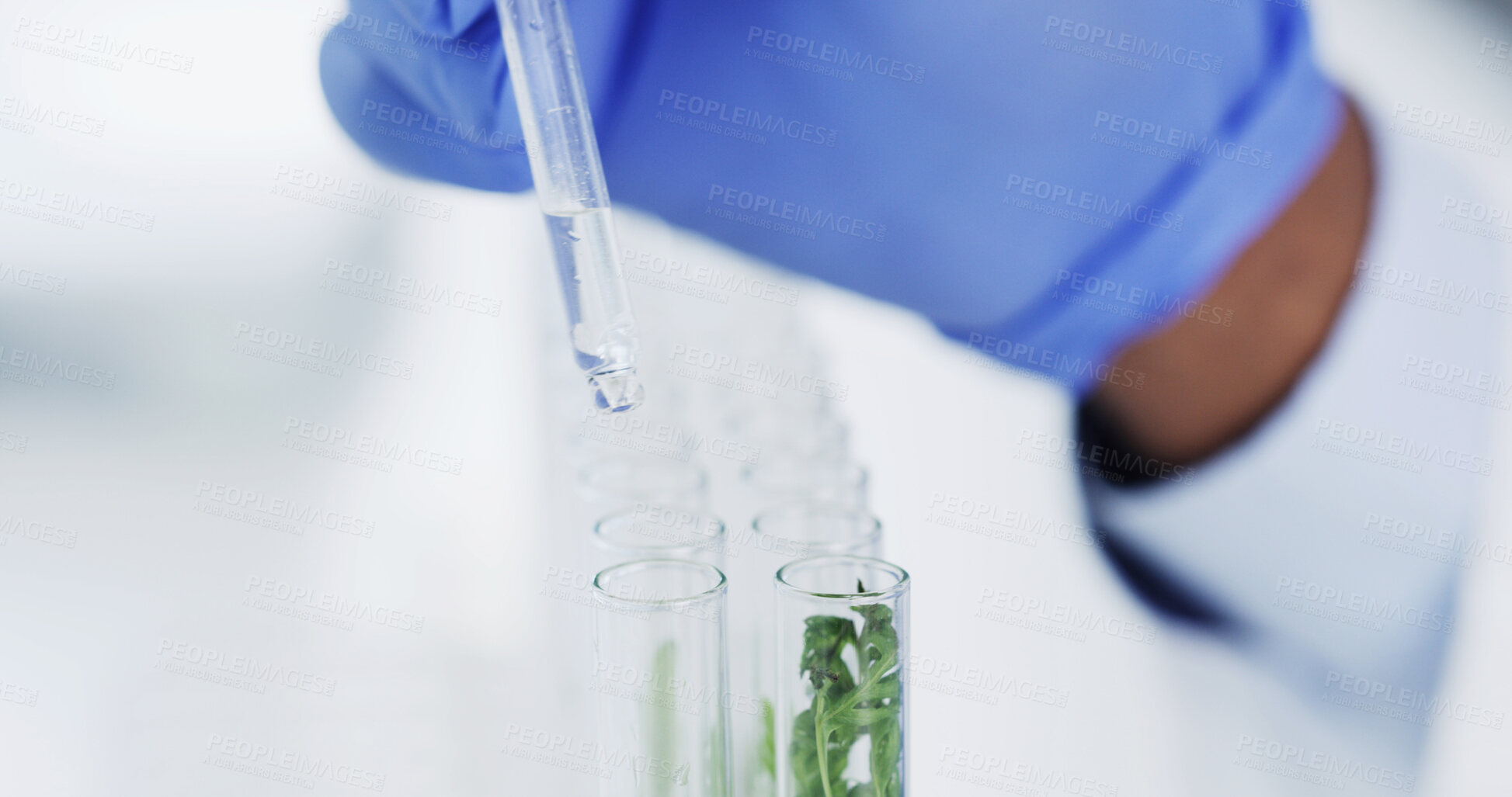 Buy stock photo Science, plants and hands with test tube for ecology research, growth and results for crops. Gloves, scientist and person in laboratory, sustainable and agriculture study with leaves in glass vial