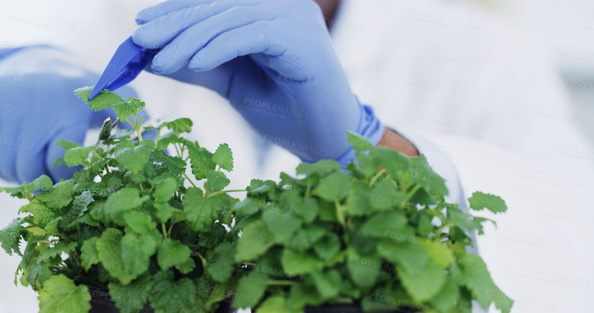 Buy stock photo Person, plants or hands with science for ecology research, growth or results for crops. Gloves, scientist or employee in laboratory, sustainable or agriculture study with leaves or medical experiment