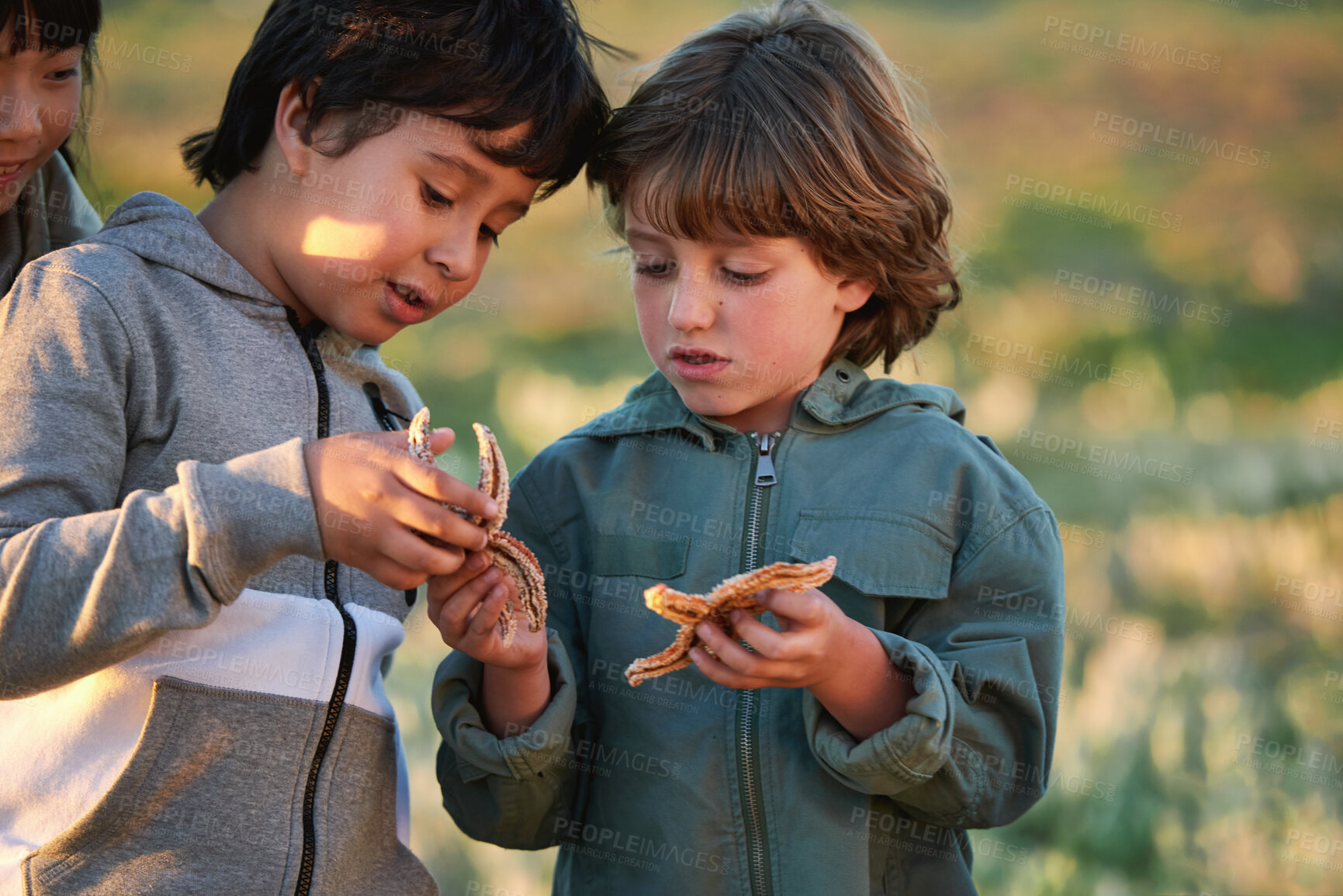Buy stock photo Outdoor, students or children with starfish for learning, marine life education or nature excursion. Inspection, school trip and kids with sea creature discovery, wildlife interaction and curiosity