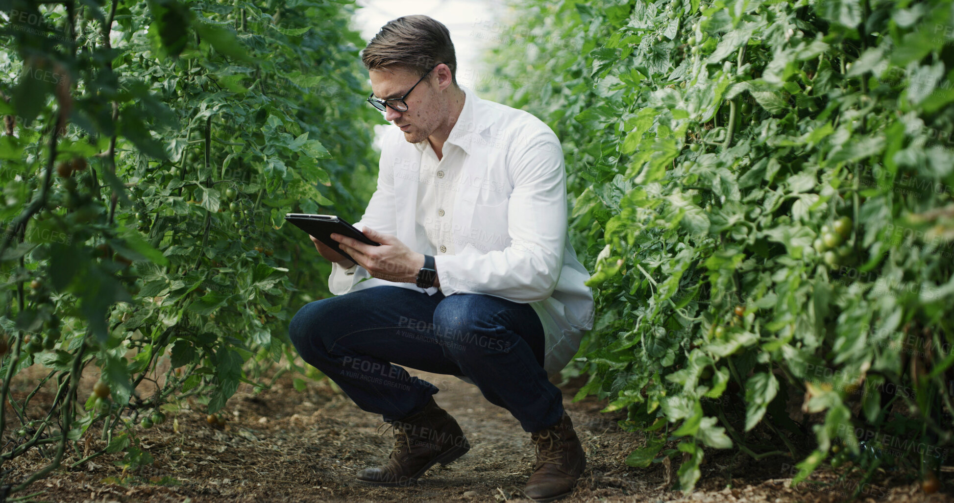 Buy stock photo Scientist, man and tablet research on farm for crop profiling, log plant count and agronomy report. Medical, agronomist and tech in nature for checking field history, yield management and soil health