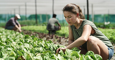 Buy stock photo Woman, farmer or harvest with lettuce in greenhouse for agriculture, vegetable crops or resources. Female person, farming or cultivation with plants for food production, agro business or conservation