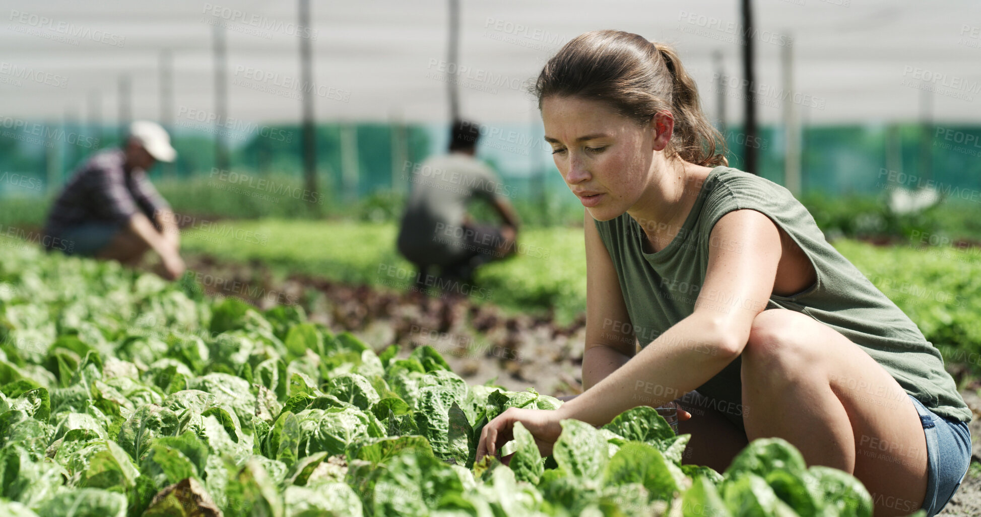 Buy stock photo Woman, farmer or harvest with lettuce in greenhouse for agriculture, vegetable crops or resources. Female person, farming or cultivation with plants for food production, agro business or conservation