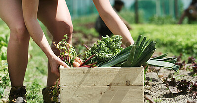 Buy stock photo Person, hands and farmer with vegetables in box for harvest, agriculture or food production. Farming, crate or natural organic crops on farmland for agro business, conservation or fresh produce
