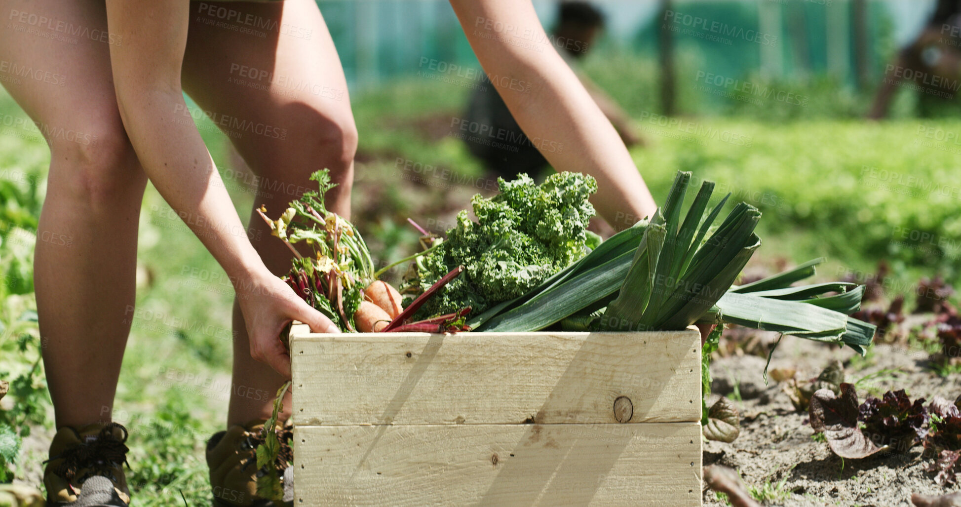 Buy stock photo Person, hands and farmer with vegetables in box for harvest, agriculture or food production. Farming, crate or natural organic crops on farmland for agro business, conservation or fresh produce