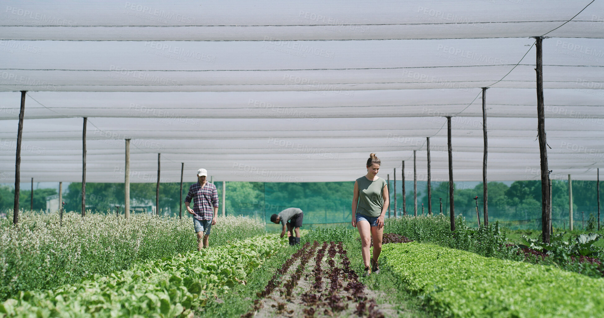 Buy stock photo Farmer, people and walk in greenhouse with crops, food production and inspection for agribusiness. Team, collaboration and plants on farm with sustainable agriculture, vegetables and natural growth.