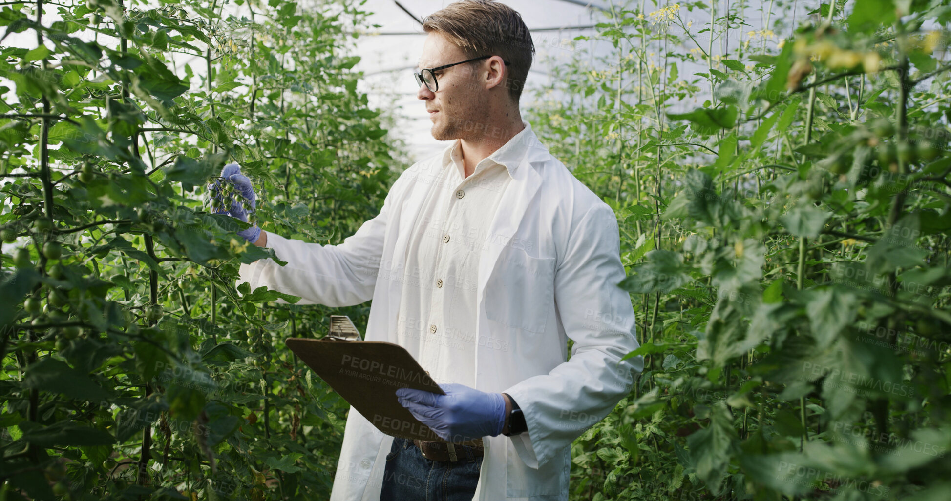 Buy stock photo Greenhouse, scientist and man with clipboard for inspection, agriculture or monitor crop with gloves. Outdoor, quality check and health assessment for food production, agronomist and person with info