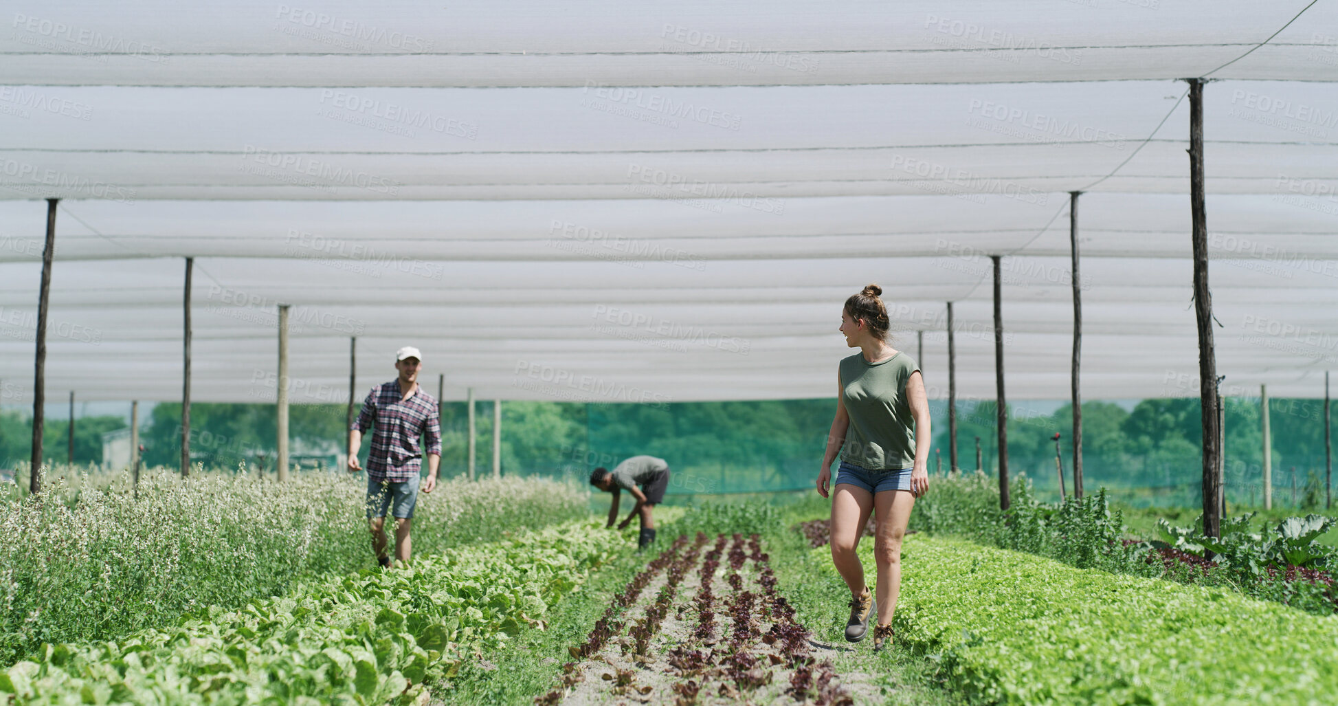 Buy stock photo Farmer, team and walk in greenhouse with crops, food production and collaboration for agribusiness. People, worker and plants on farm with agriculture partnership, vegetable growth or sustainability.