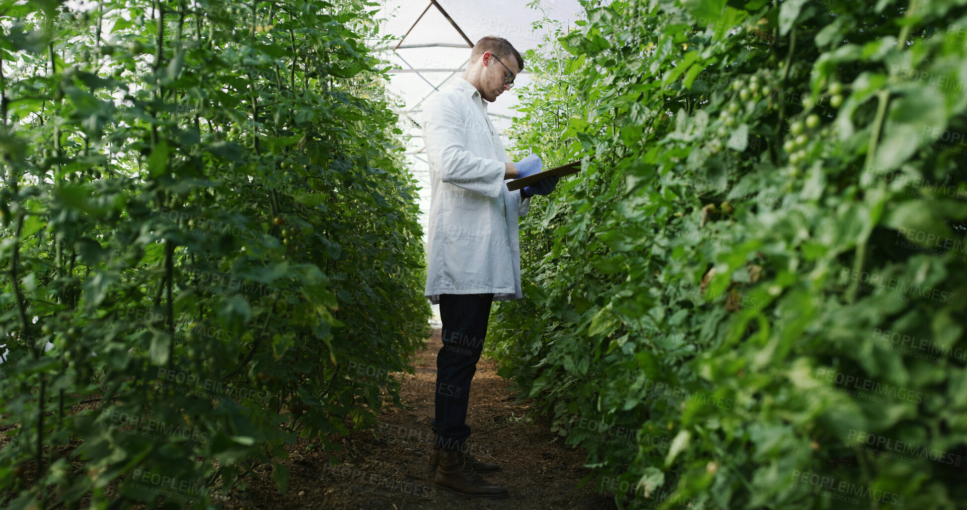 Buy stock photo Scientist, man and writing on clipboard in greenhouse for nutrient status, crop scouting and report. Medical research, agronomist and checklist for yield management, plant growth progress and results
