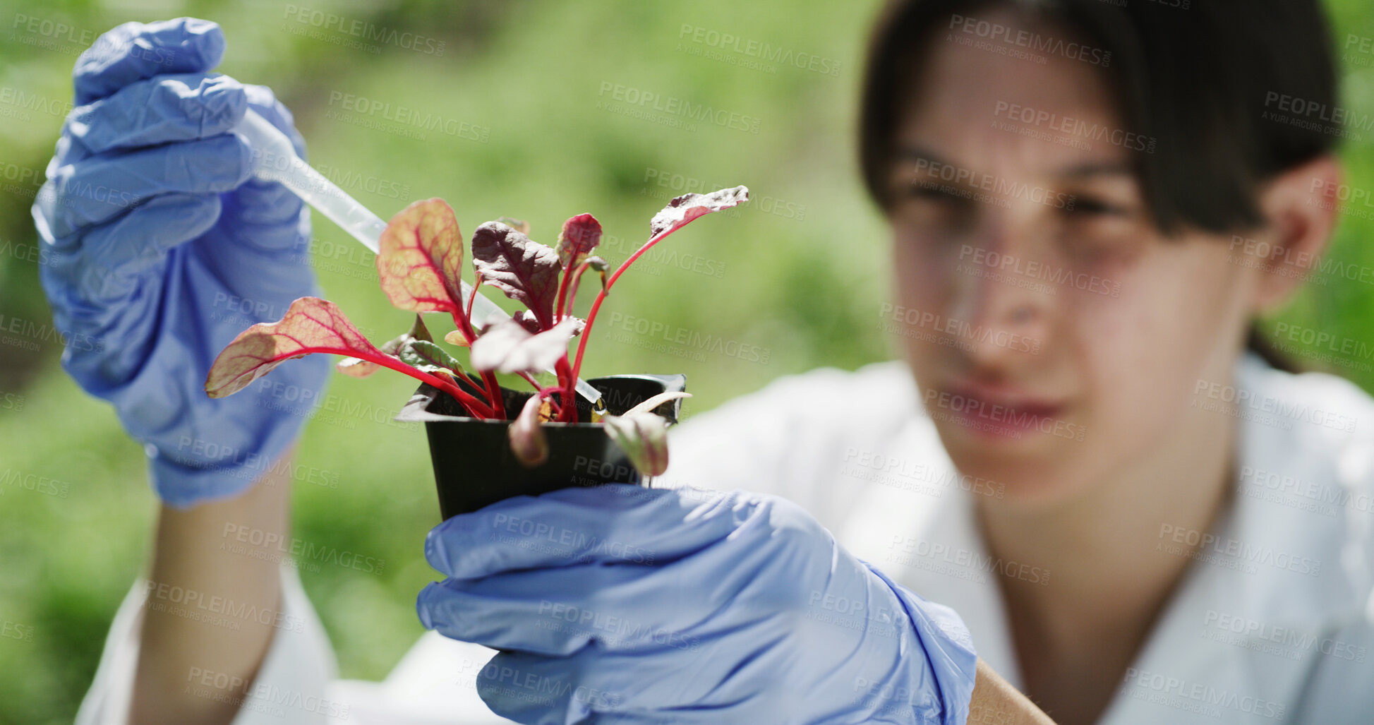 Buy stock photo Hands, scientist and pipette outdoor with plant, research and botanical study for medical cure. Gloves, woman or analysis of leaves sample for agriculture, horticulture and conservation with specimen