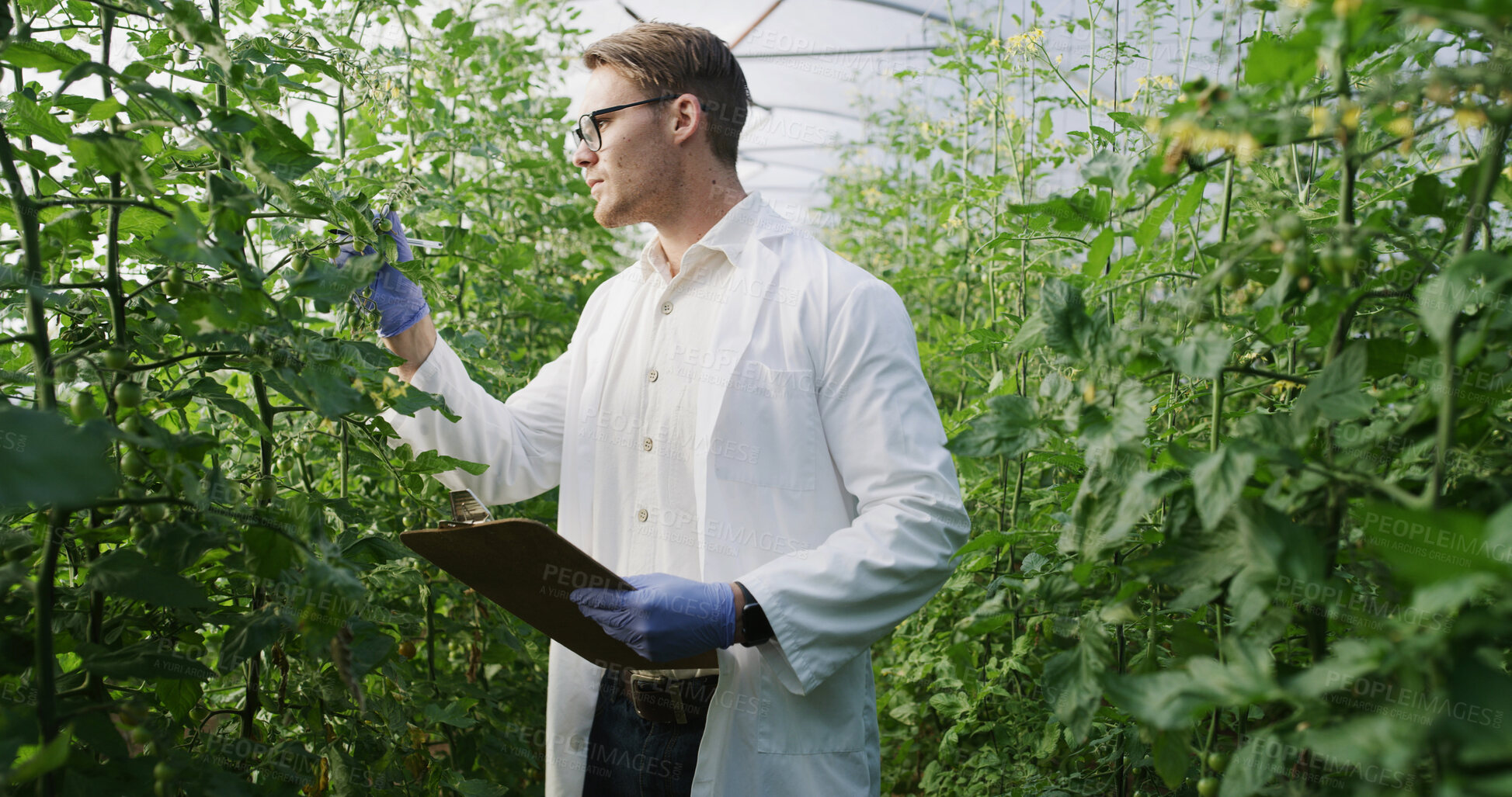 Buy stock photo Greenhouse, scientist and man with clipboard for quality check, sustainability and plant inspection. Serious, person and health assessment for food production, agronomist and monitor crops with info