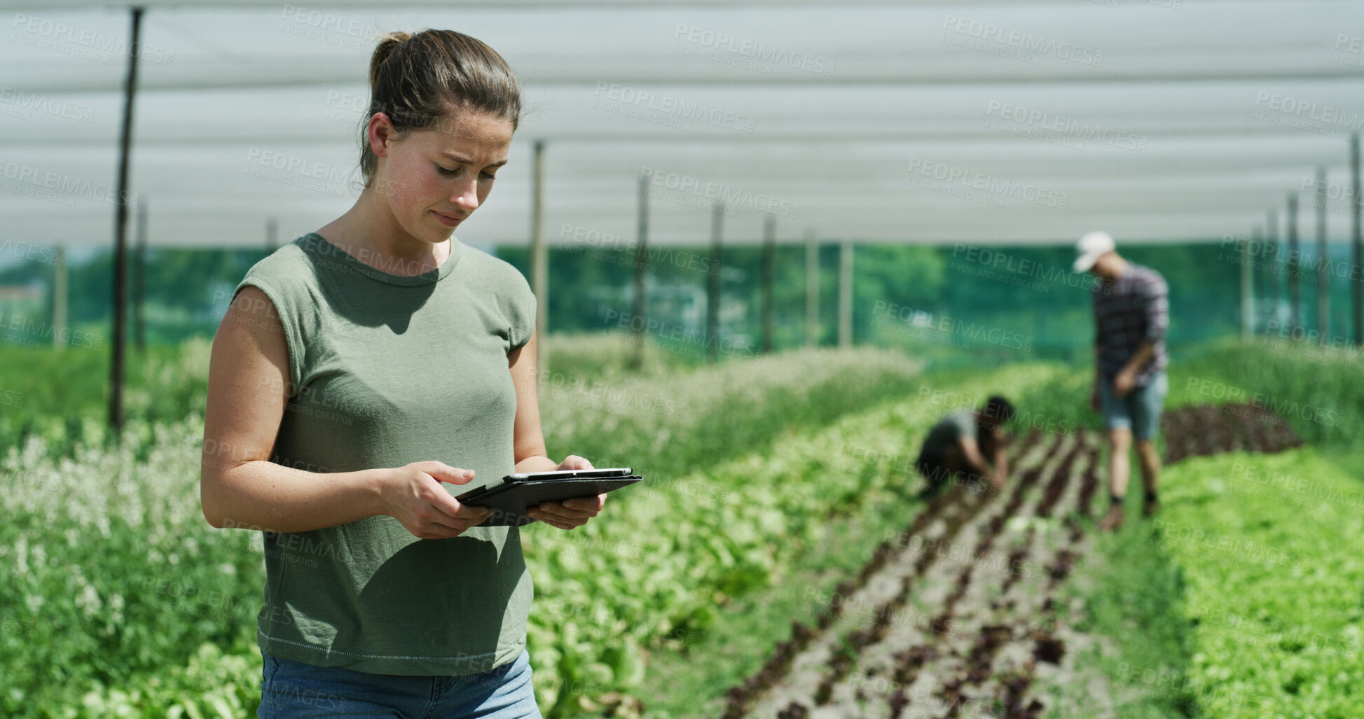 Buy stock photo Woman, farmer or agriculture with tablet in greenhouse for agro business, inspection or production. Female person, farming and monitoring crops with technology for harvest or conservation on farmland