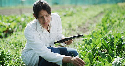 Buy stock photo Tablet, scientist and plant inspection on farm to track growth, yield health and medical research. Field trial, agronomist and digital in nature for pest management, monitor leaves and record results