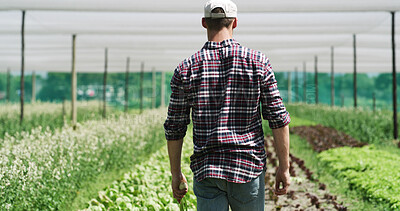 Buy stock photo Agriculture, farmer and man in farm for harvest, back or sustainable environment for food production. Outdoor, crop inspection and person in countryside, entrepreneur and fresh produce in nature