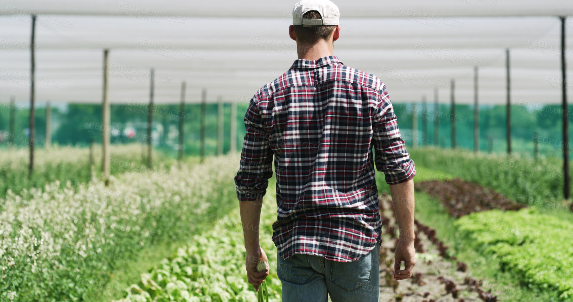 Buy stock photo Agriculture, farmer and man in farm for harvest, back or sustainable environment for food production. Outdoor, crop inspection and person in countryside, entrepreneur and fresh produce in nature