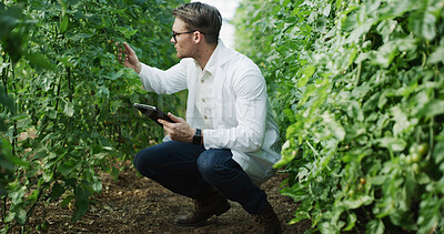 Buy stock photo Scientist, tablet and crop inspection on farm for tomato growth progress, nutrient status or report. Agronomist, man and tech in field for yield management, medical research or sustainable compliance