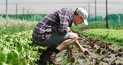 Buy stock photo Agriculture, inspection and man in farm for harvest, sustainable business and crop quality assurance. Outdoor, farmer and person with fresh produce in nature, green development and food production