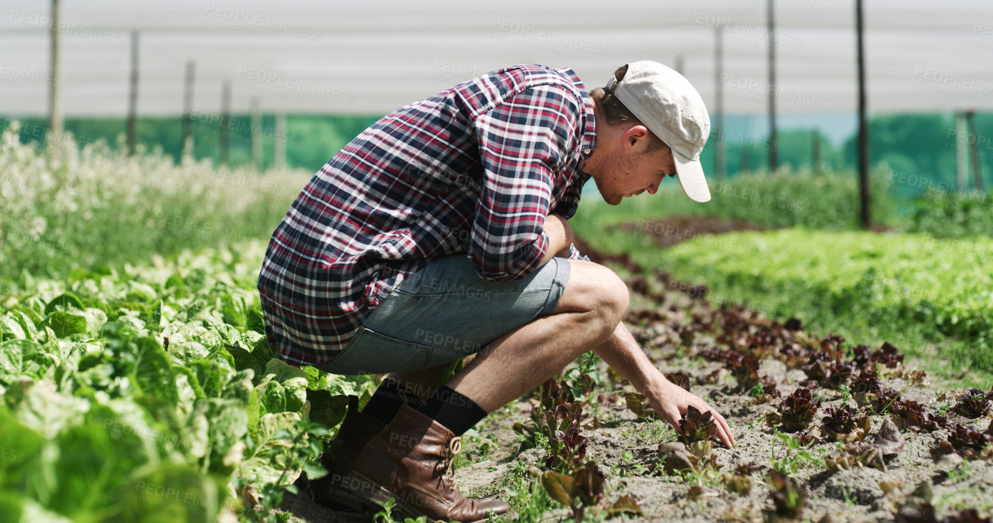Buy stock photo Agriculture, inspection and man in farm for harvest, sustainable business and crop quality assurance. Outdoor, farmer and person with fresh produce in nature, green development and food production