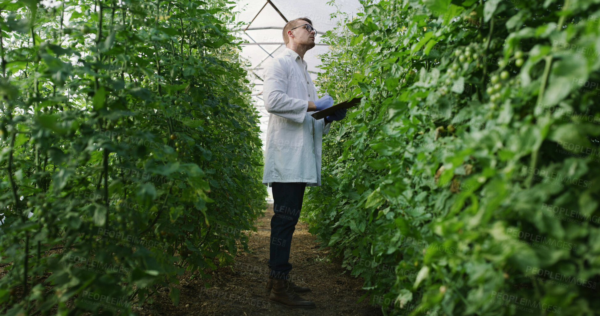 Buy stock photo Scientist, checklist and plant inspection in greenhouse for crop health, growth stages or reporting. Agronomist, man and clipboard on farm for yield management, medical research and quality assurance