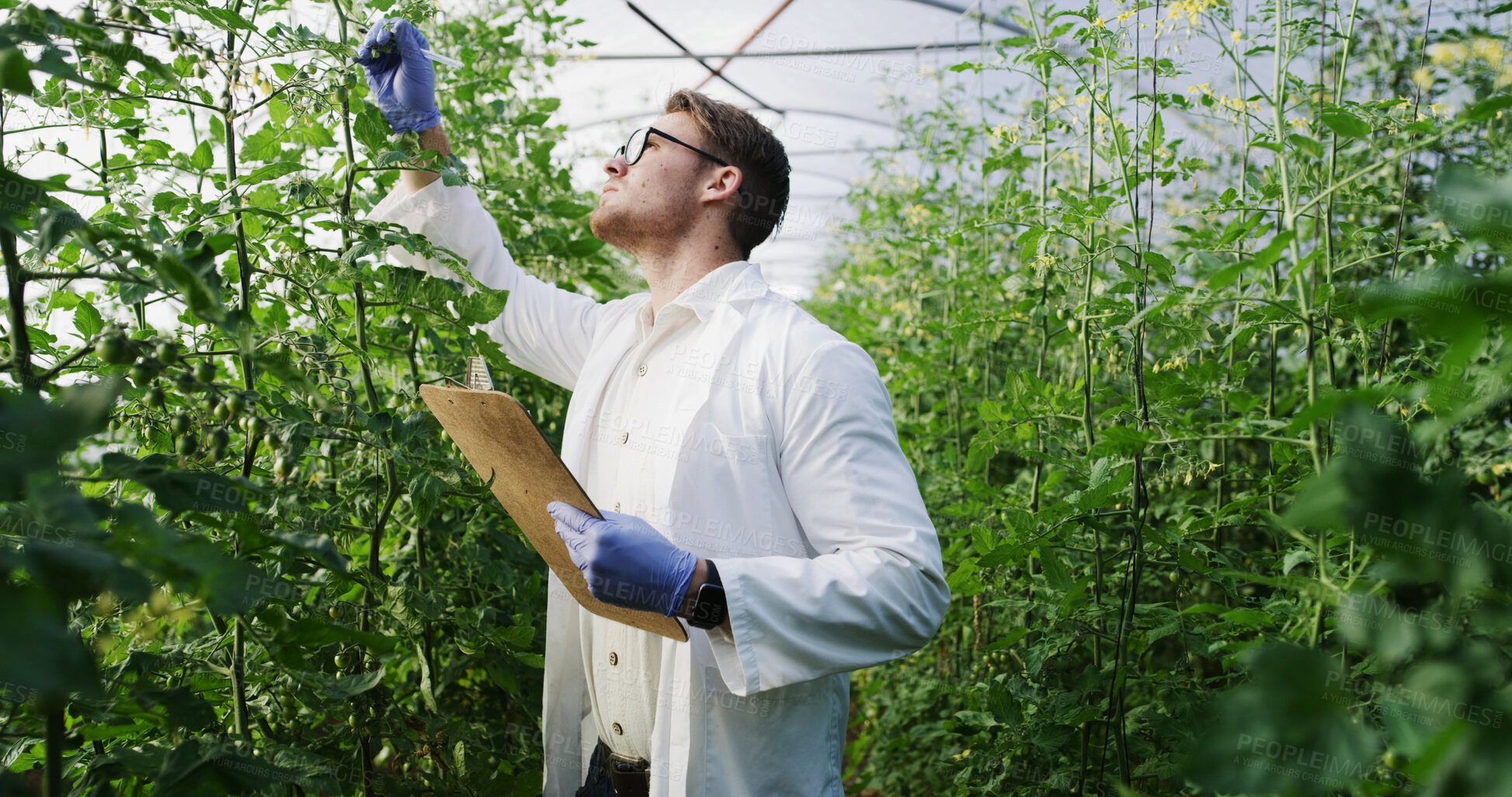 Buy stock photo Greenhouse, scientist and man with clipboard for assessment, check and quality assurance with gloves. Serious, person and inspection for food production, agronomist and monitor crops with checklist
