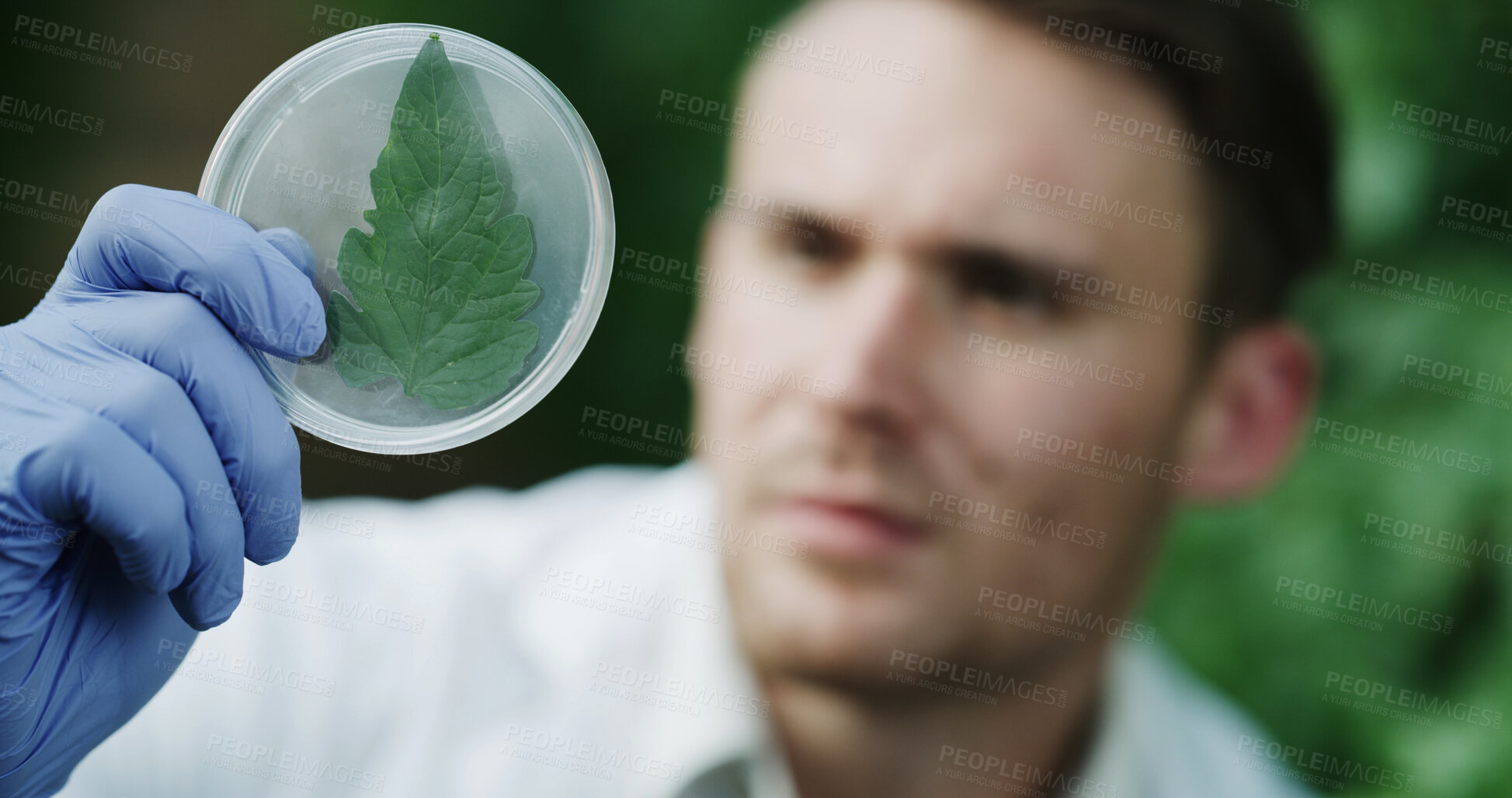 Buy stock photo Hands, scientist and petri dish outdoor with leaf, research and botany study for medical cure. Man, botanist or analysis with plant sample for agriculture, microbiology and conservation with specimen