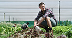 Plants, thinking and farmer in greenhouse for sustainability, agriculture and agro business with crops. Man, eco friendly and person with plan for botany growth in nursery for horticulture at harvest