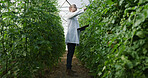 Scientist, clipboard and plant inspection in greenhouse for crop health, nutrient status or reporting. Agronomist, man and checklist on farm for yield management, medical research and quality control