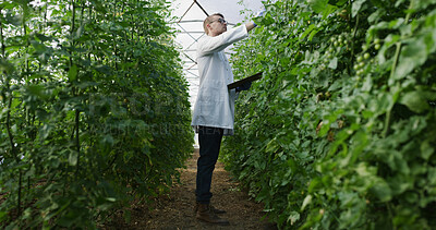 Buy stock photo Scientist, clipboard and plant inspection in greenhouse for crop health, nutrient status or reporting. Agronomist, man and checklist on farm for yield management, medical research and quality control