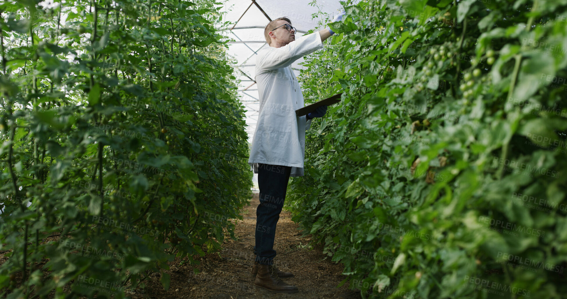 Buy stock photo Scientist, clipboard and plant inspection in greenhouse for crop health, nutrient status or reporting. Agronomist, man and checklist on farm for yield management, medical research and quality control