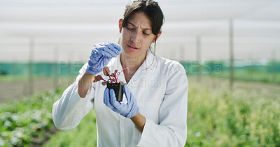 Buy stock photo Scientist, farming and pipette outdoor with plants, research and botany study for medical cure. Woman, testing and analysis of leaf sample for agriculture, microbiology and conservation with specimen