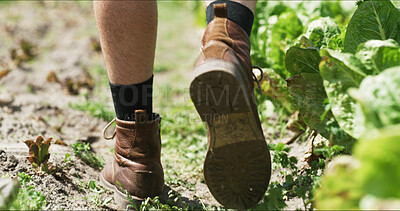 Buy stock photo Inspection, farmer or legs on field with walk, crops review or monitor in sustainable business. Organic, back or man outdoor with boots, quality control or harvest maintenance in agriculture industry