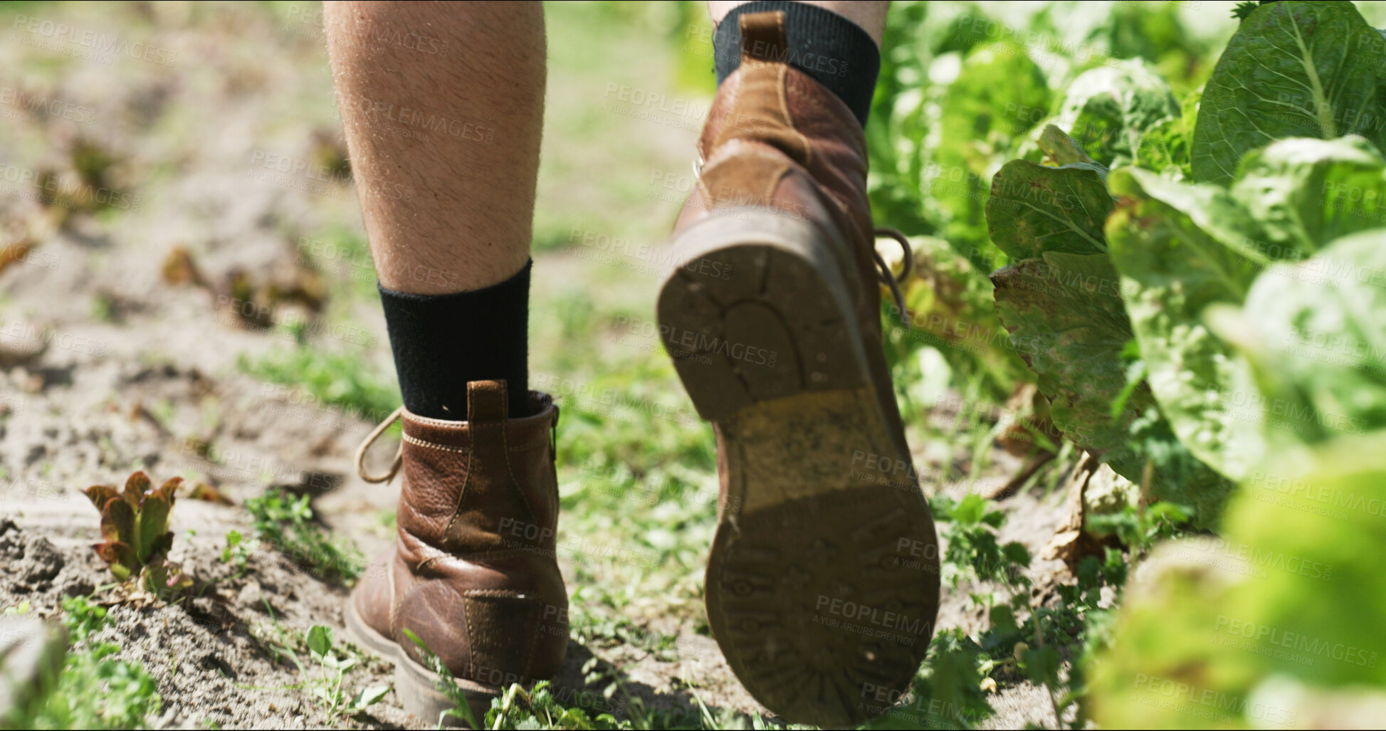 Buy stock photo Inspection, farmer or legs on field with walk, crops review or monitor in sustainable business. Organic, back or man outdoor with boots, quality control or harvest maintenance in agriculture industry