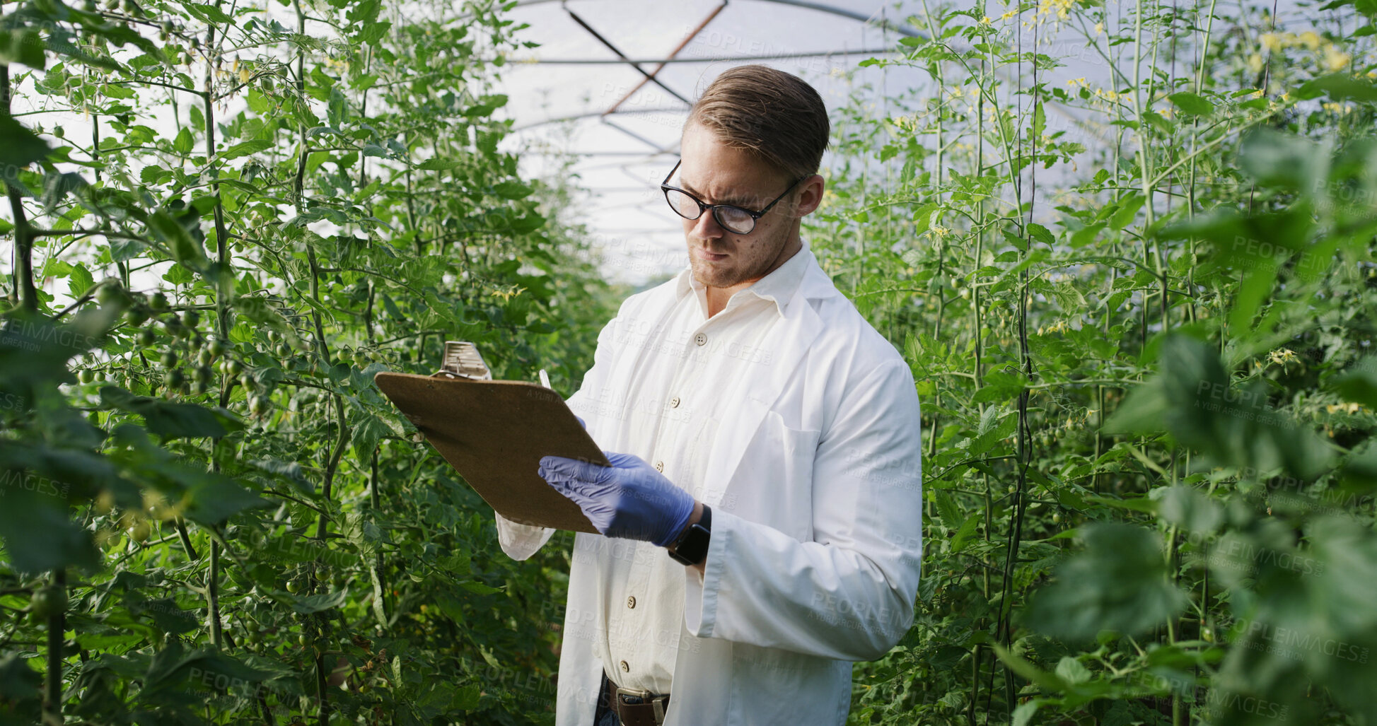 Buy stock photo Scientist, man and writing on checklist in greenhouse for nutrient status, crop scouting and report. Medical research, agronomist and clipboard for yield management, plant growth progress and results