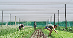 Farmer, team and work in greenhouse with crops, food production and collaboration for agribusiness. People, inspection and plants on farm with sustainable agriculture, vegetables and natural growth.