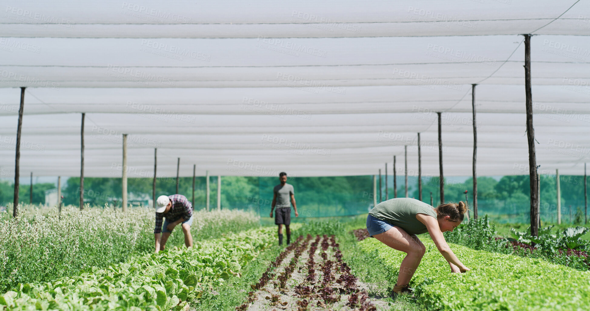 Buy stock photo Farmer, team and work in greenhouse with crops, food production and collaboration for agribusiness. People, inspection and plants on farm with sustainable agriculture, vegetables and natural growth.