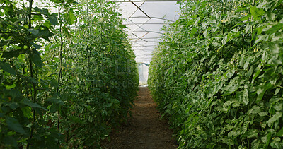 Buy stock photo Empty, agriculture and plants in greenhouse for growth, harvest or agro business for organic produce. Sustainability, background and vegetation on farm for ecology, gardening and healthy crops