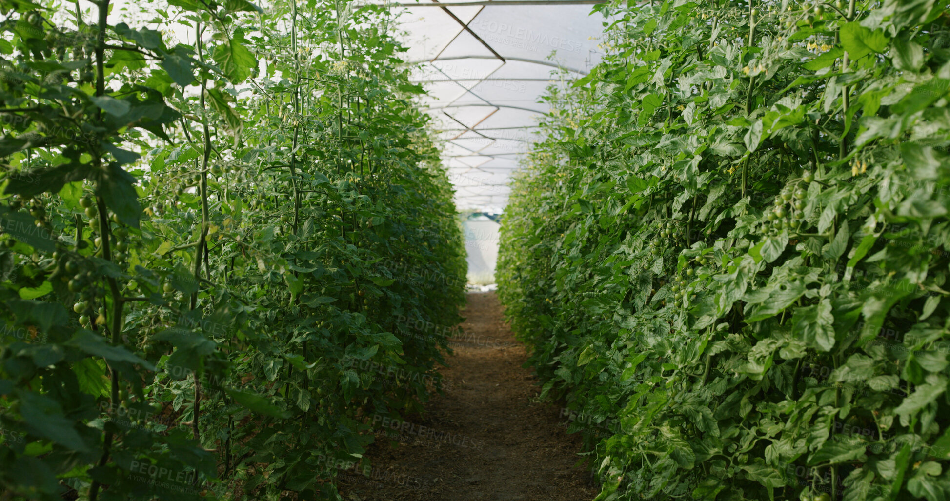 Buy stock photo Empty, agriculture and plants in greenhouse for growth, harvest or agro business for organic produce. Sustainability, background and vegetation on farm for ecology, gardening and healthy crops