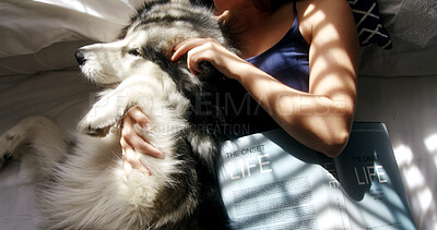 Buy stock photo Cuddle, dog and hands of woman in home living room for affection, bonding or security. Care, petting and sunlight with husky owner in apartment together for companionship or loyalty from above